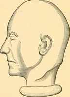 An illustration from Phrenology, and how to use it in analyzing character (1871)