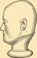 An illustration from Phrenology, and how to use it in analyzing character (1871)