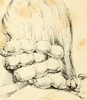Picture 9 of 63 from Phrenology, in connection with the study of physiognomy (1833), leaf 200