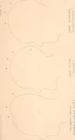 An illustration from Phrenology : and its application to education, insanity, and prison discipline (1869)