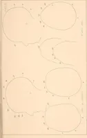 An illustration from Phrenology : and its application to education, insanity, and prison discipline (1869)