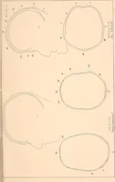 An illustration from Phrenology : and its application to education, insanity, and prison discipline (1869)