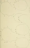 Picture 8 of 13 from Phrenology : and its application to education, insanity, and prison discipline (1869), leaf 640