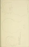 An illustration from Phrenology : and its application to education, insanity, and prison discipline (1869)