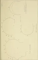 Picture 13 of 13 from Phrenology : and its application to education, insanity, and prison discipline (1869), leaf 650