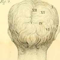 An illustration from Phrenology, or, The doctrine of the mental phenomena (1834)