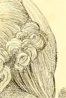 An illustration from Phrenology, or, The doctrine of the mental phenomena (1834)