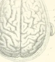 An illustration from The physical basis of mental life. A popular essay (1873)