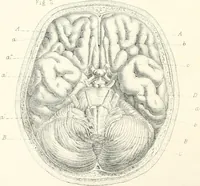 An illustration from The physical basis of mental life. A popular essay (1873)