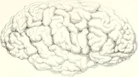 An illustration from The physical basis of mental life. A popular essay (1873)