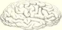 An illustration from The physical basis of mental life. A popular essay (1873)