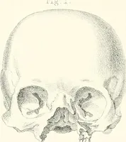 An illustration from The physical basis of mental life. A popular essay (1873)
