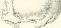 Picture 8 of 9 from The physical basis of mental life. A popular essay (1873), leaf 21