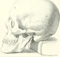 An illustration from The physical basis of mental life. A popular essay (1873)