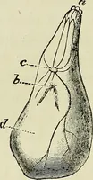 Picture 4 of 48 from Physical expression : its modes and principles (1885), leaf 111