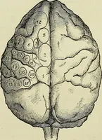 An illustration from Physical expression : its modes and principles (1885)