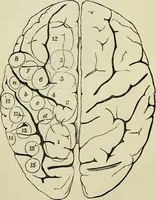 Picture 7 of 48 from Physical expression : its modes and principles (1885), leaf 115