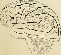 Picture 8 of 48 from Physical expression : its modes and principles (1885), leaf 116