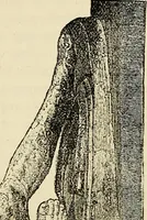 Picture 16 of 48 from Physical expression : its modes and principles (1885), leaf 172