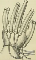 An illustration from Physical expression : its modes and principles (1885)