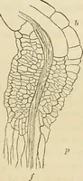 Picture 2 of 48 from Physical expression : its modes and principles (1885), leaf 52