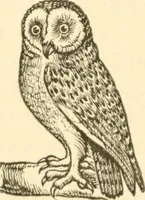 An illustration from Physiognomy illustrated ; or, Nature's revelations of character : a description of the mental, moral, and volitive dispositions of mankind, as manifested in the human form and countenance (1891)