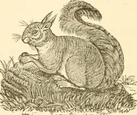 An illustration from Physiognomy illustrated ; or, Nature's revelations of character : a description of the mental, moral, and volitive dispositions of mankind, as manifested in the human form and countenance (1891)