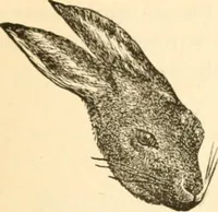 An illustration from Physiognomy illustrated ; or, Nature's revelations of character : a description of the mental, moral, and volitive dispositions of mankind, as manifested in the human form and countenance (1891)