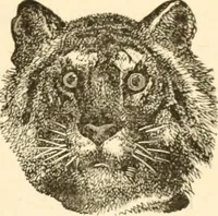 An illustration from Physiognomy illustrated ; or, Nature's revelations of character : a description of the mental, moral, and volitive dispositions of mankind, as manifested in the human form and countenance (1891)