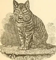 An illustration from Physiognomy illustrated ; or, Nature's revelations of character : a description of the mental, moral, and volitive dispositions of mankind, as manifested in the human form and countenance (1891)