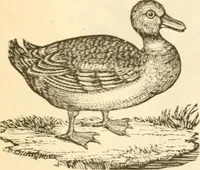 An illustration from Physiognomy illustrated ; or, Nature's revelations of character : a description of the mental, moral, and volitive dispositions of mankind, as manifested in the human form and countenance (1891)