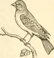 An illustration from Physiognomy illustrated ; or, Nature's revelations of character : a description of the mental, moral, and volitive dispositions of mankind, as manifested in the human form and countenance (1891)