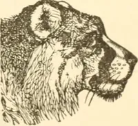 An illustration from Physiognomy illustrated ; or, Nature's revelations of character : a description of the mental, moral, and volitive dispositions of mankind, as manifested in the human form and countenance (1891)