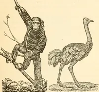 An illustration from Physiognomy illustrated ; or, Nature's revelations of character : a description of the mental, moral, and volitive dispositions of mankind, as manifested in the human form and countenance (1891)