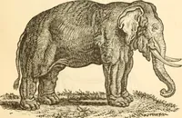 An illustration from Physiognomy illustrated ; or, Nature's revelations of character : a description of the mental, moral, and volitive dispositions of mankind, as manifested in the human form and countenance (1891)