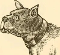 An illustration from Physiognomy illustrated ; or, Nature's revelations of character : a description of the mental, moral, and volitive dispositions of mankind, as manifested in the human form and countenance (1891)