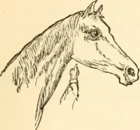 An illustration from Physiognomy illustrated ; or, Nature's revelations of character : a description of the mental, moral, and volitive dispositions of mankind, as manifested in the human form and countenance (1891)