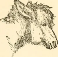 An illustration from Physiognomy illustrated ; or, Nature's revelations of character : a description of the mental, moral, and volitive dispositions of mankind, as manifested in the human form and countenance (1891)