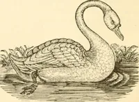 An illustration from Physiognomy illustrated ; or, Nature's revelations of character : a description of the mental, moral, and volitive dispositions of mankind, as manifested in the human form and countenance (1891)