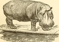 Picture 146 of 258 from Physiognomy illustrated ; or, Nature's revelations of character : a description of the mental, moral, and volitive dispositions of mankind, as manifested in the human form and countenance (1891), leaf 268