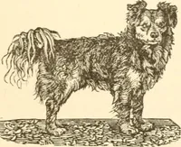 An illustration from Physiognomy illustrated ; or, Nature's revelations of character : a description of the mental, moral, and volitive dispositions of mankind, as manifested in the human form and countenance (1891)