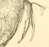 An illustration from Physiognomy illustrated ; or, Nature's revelations of character : a description of the mental, moral, and volitive dispositions of mankind, as manifested in the human form and countenance (1891)