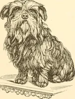 An illustration from Physiognomy illustrated ; or, Nature's revelations of character : a description of the mental, moral, and volitive dispositions of mankind, as manifested in the human form and countenance (1891)