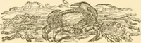 An illustration from Physiognomy illustrated ; or, Nature's revelations of character : a description of the mental, moral, and volitive dispositions of mankind, as manifested in the human form and countenance (1891)