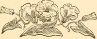 Picture 247 of 258 from Physiognomy illustrated ; or, Nature's revelations of character : a description of the mental, moral, and volitive dispositions of mankind, as manifested in the human form and countenance (1891), leaf 580