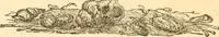 Picture 251 of 258 from Physiognomy illustrated ; or, Nature's revelations of character : a description of the mental, moral, and volitive dispositions of mankind, as manifested in the human form and countenance (1891), leaf 599