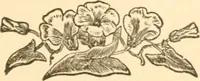 Picture 254 of 258 from Physiognomy illustrated ; or, Nature's revelations of character : a description of the mental, moral, and volitive dispositions of mankind, as manifested in the human form and countenance (1891), leaf 618
