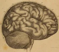 An illustration from The physiognomical system of Drs. Gall and Spurzheim; founded on an anatomical and physiological examination of the nervous system in general, and of the brain in particular; and indicating the dispositions and manifestations of the mind (1815)