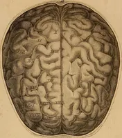 An illustration from The physiognomical system of Drs. Gall and Spurzheim; founded on an anatomical and physiological examination of the nervous system in general, and of the brain in particular; and indicating the dispositions and manifestations of the mind (1815)