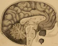 An illustration from The physiognomical system of Drs. Gall and Spurzheim; founded on an anatomical and physiological examination of the nervous system in general, and of the brain in particular; and indicating the dispositions and manifestations of the mind (1815)